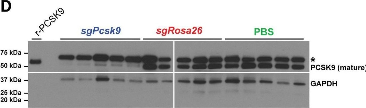 Detection of Proprotein Convertase 9/PCSK9 by Western Blot