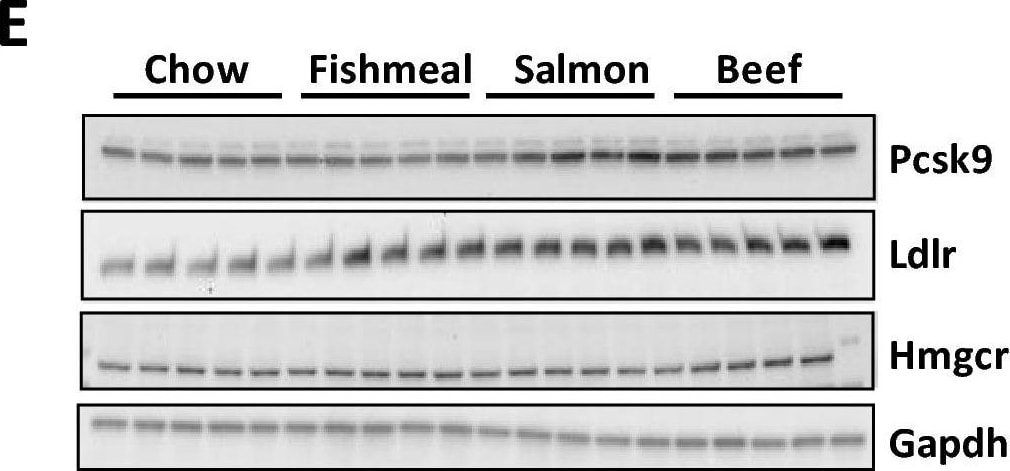 Detection of Proprotein Convertase 9/PCSK9 by Western Blot