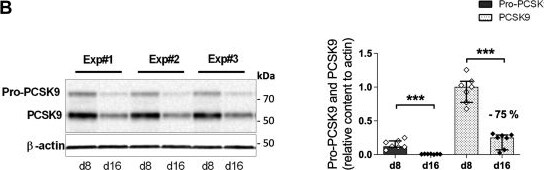 Detection of Park7/DJ-1 by Western Blot