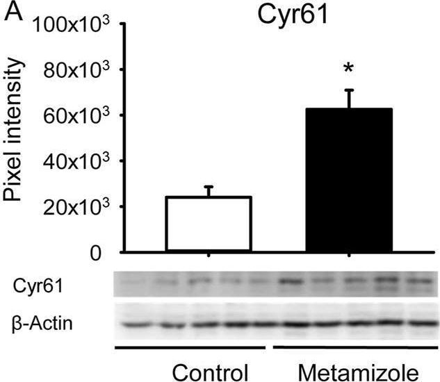 Detection of Cyr61/CCN1 by Western Blot