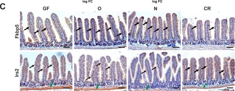 Detection of FKBP51 by Immunohistochemistry