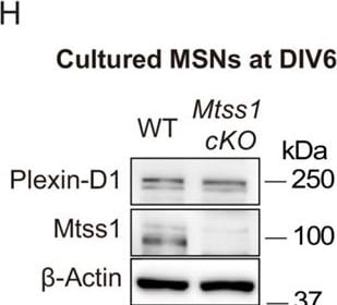 Detection of Plexin D1 by Western Blot