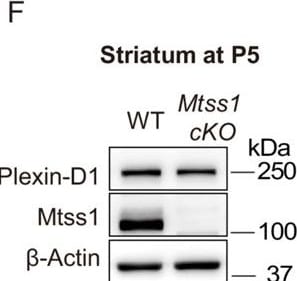 Detection of Plexin D1 by Western Blot