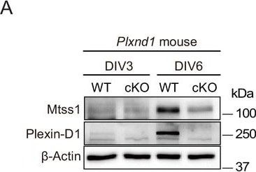 Detection of Plexin D1 by Western Blot