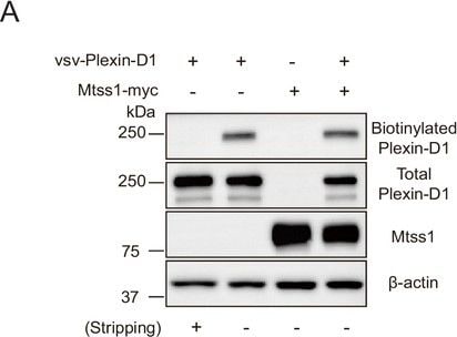 Detection of Plexin D1 by Western Blot