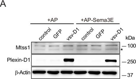 Detection of Plexin D1 by Western Blot