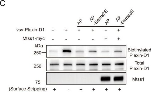 Detection of Plexin D1 by Western Blot