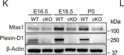 Detection of Mouse Plexin D1 by Western Blot