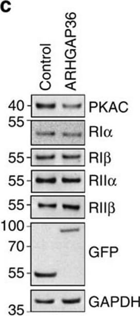 Detection of PKA RI beta  by Western Blot