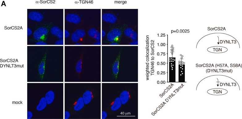 Detection of SorCS2 by Immunocytochemistry/ Immunofluorescence