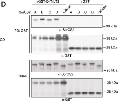 Detection of SorCS2 by Western Blot