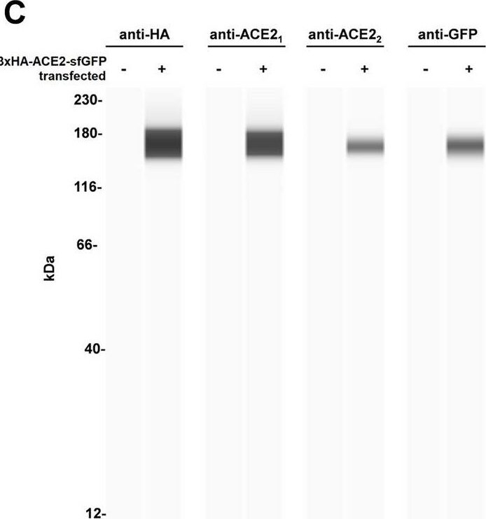 GFP Antibody
