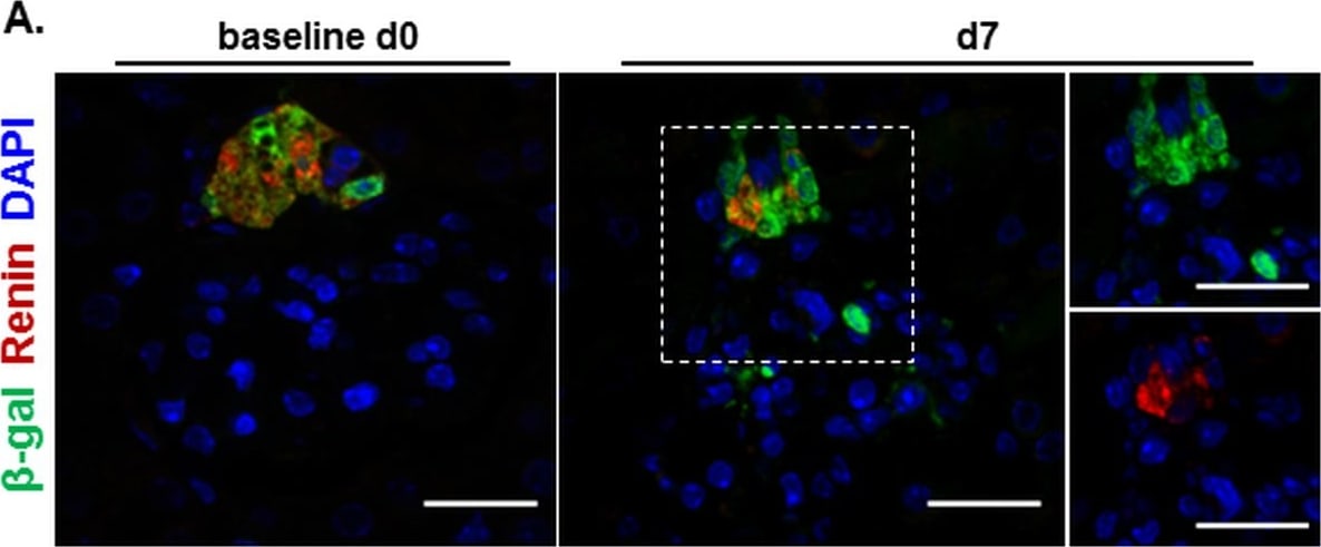 Detection of Mouse Renin by Immunocytochemistry/Immunofluorescence