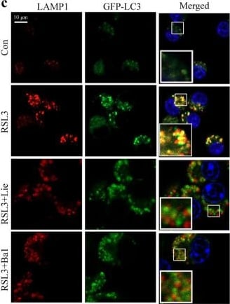 Detection of LAMP-1/CD107a by Immunocytochemistry/ Immunofluorescence