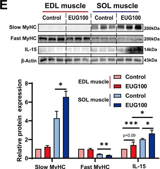 Detection of Mouse IL-15 by Western Blot