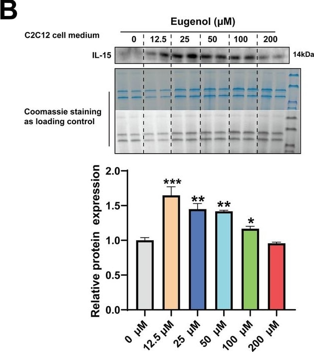 Detection of Mouse IL-15 by Western Blot