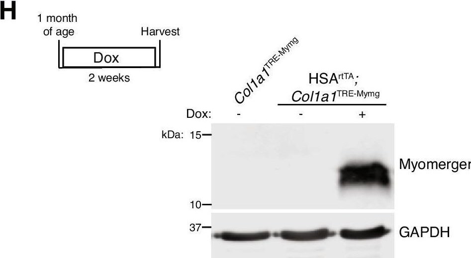 Detection of ESGP by Western Blot