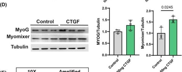 Detection of ESGP by Western Blot