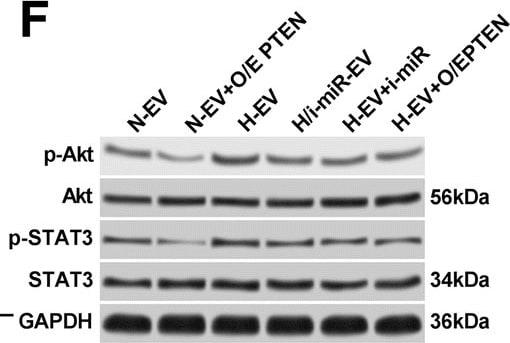 Detection of Human Human Phospho-STAT3 (Y705) Antibody by Western Blot