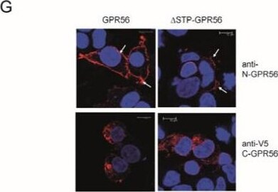 Detection of GPR56 by Immunocytochemistry/ Immunofluorescence