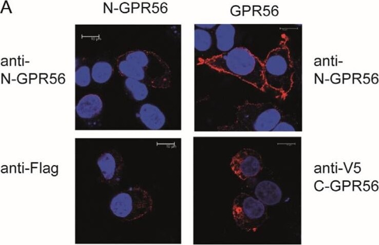 Detection of GPR56 by Immunocytochemistry/ Immunofluorescence