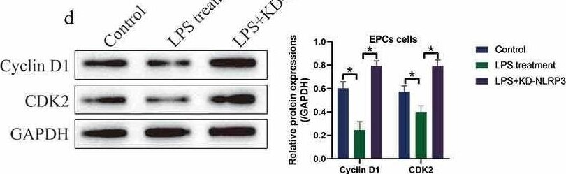 Detection of CDK2 by Western Blot