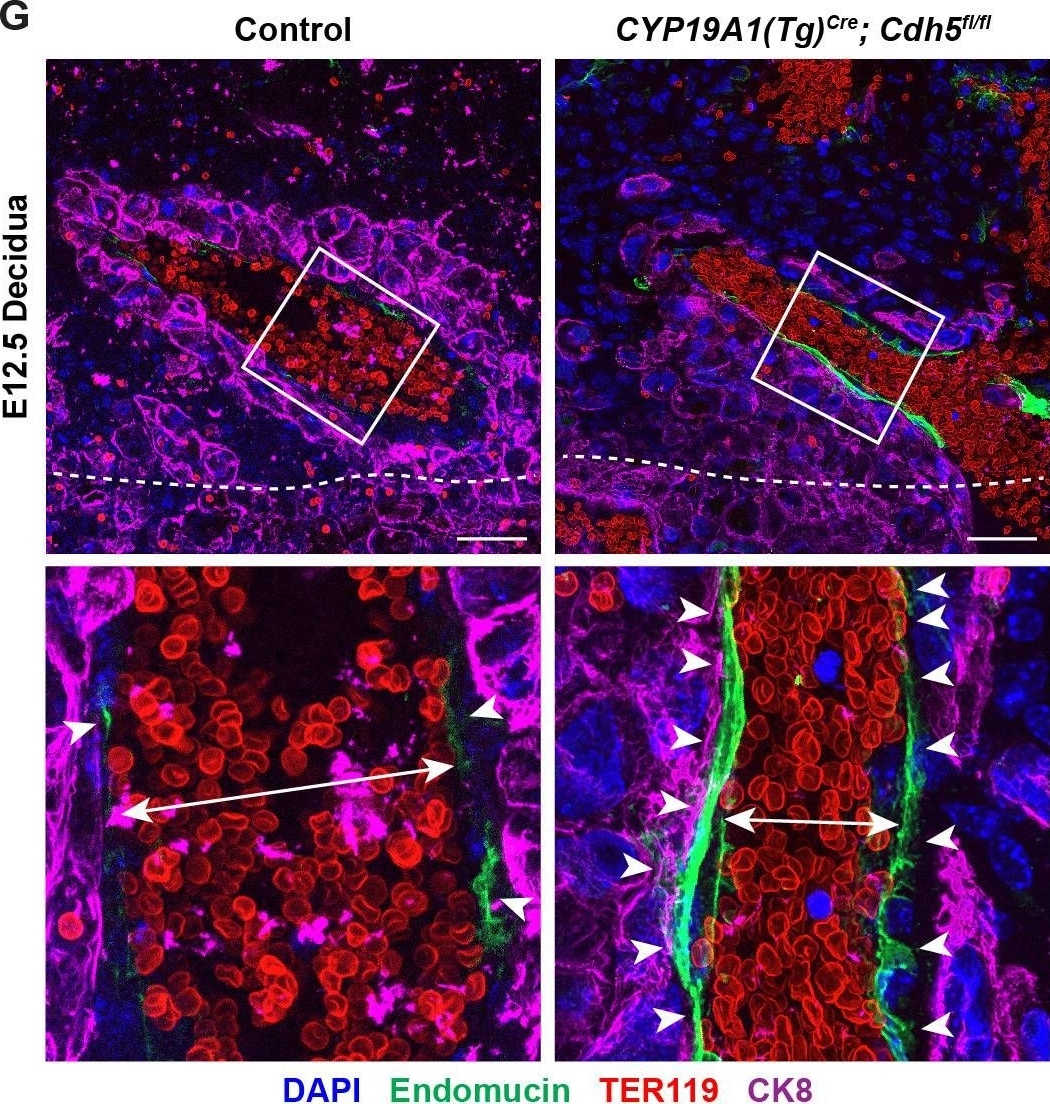 Detection of Mouse Endomucin/Mucin -14 by Immunohistochemistry