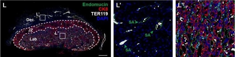 Detection of Mouse Endomucin/Mucin -14 by Immunohistochemistry
