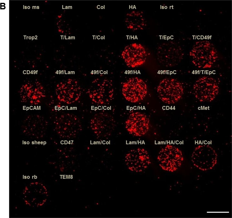 Detection of Human CD47 by Immunocytochemistry/Immunofluorescence