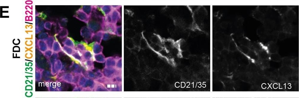 Detection of Mouse CXCL13/BLC/BCA-1 by Immunohistochemistry