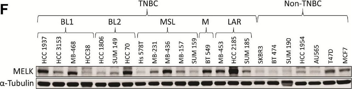 Detection of MELK by Western Blot