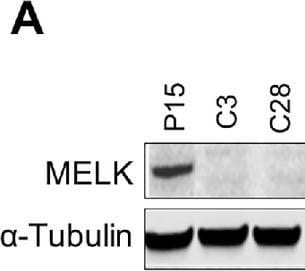 Detection of MELK by Western Blot