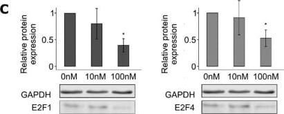 Detection of E2F-1 by Western Blot