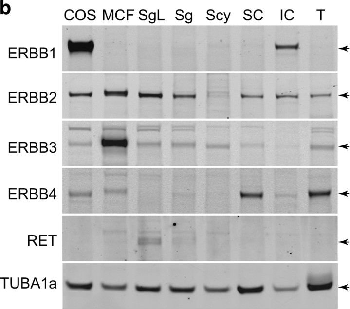 Detection of Rat Ret by Western Blot