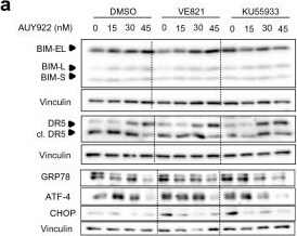 Detection of GRP78/HSPA5 by Western Blot