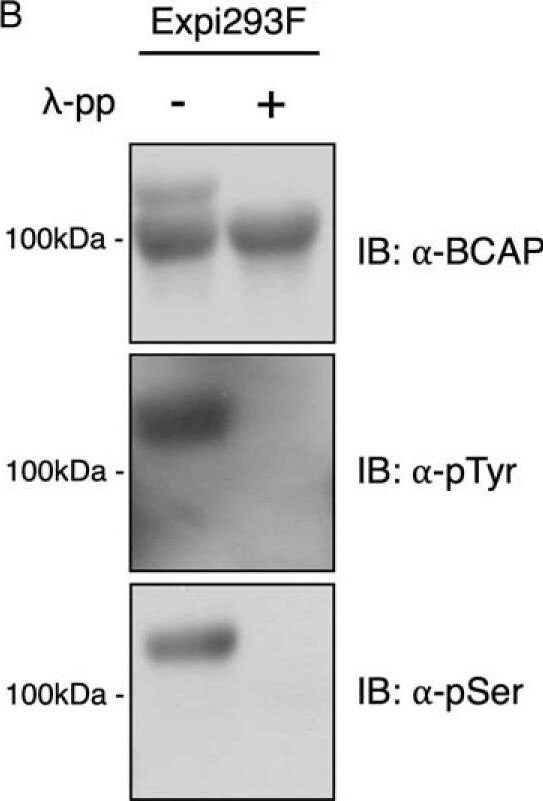Detection of Human BCAP/PIK3AP1 by Western Blot