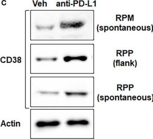 Detection of CD38 by Western Blot