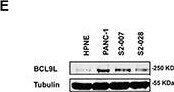 Detection of Bcl9-2 by Western Blot