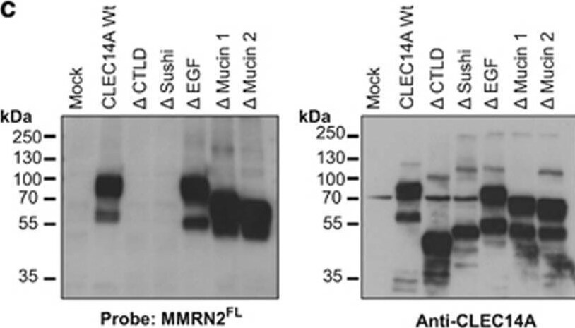 Detection of Human CLEC14A by Western Blot
