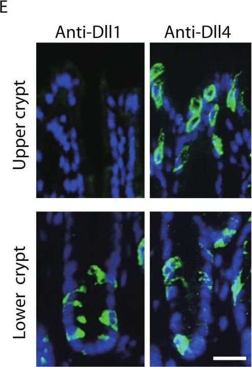 Detection of Mouse DLL1 by Immunohistochemistry