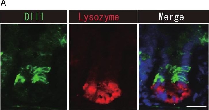Detection of Mouse DLL1 by Immunohistochemistry