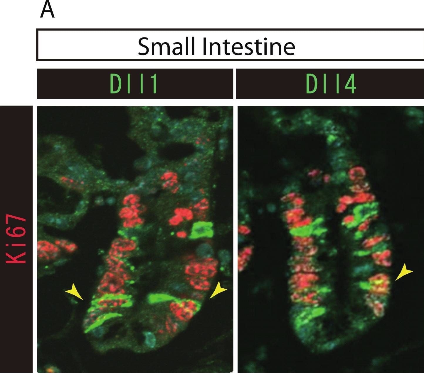 Detection of Mouse DLL1 by Immunohistochemistry