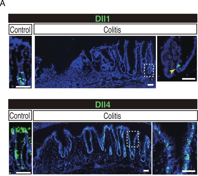Detection of Mouse DLL1 by Immunohistochemistry