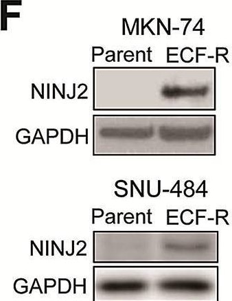 Detection of Ninjurin-2 by Western Blot