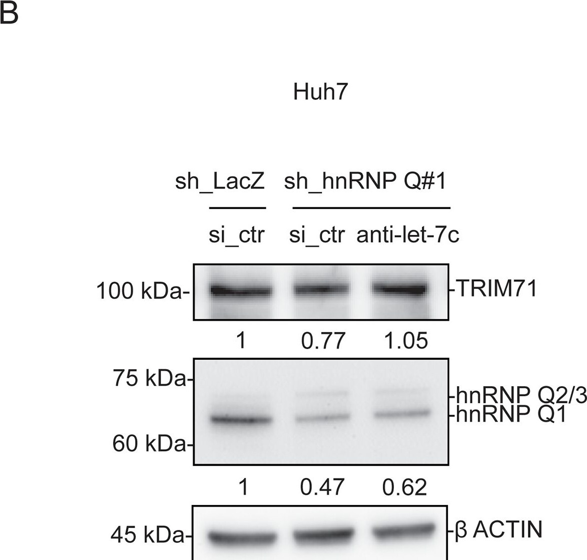 Detection of LIN-41 by Western Blot