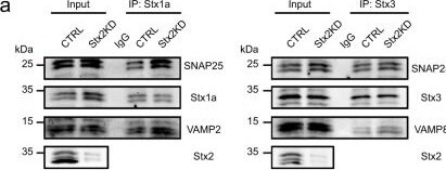 Detection of VAMP-2 by Western Blot
