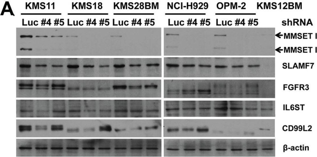 Detection of CD99-L2 by Western Blot