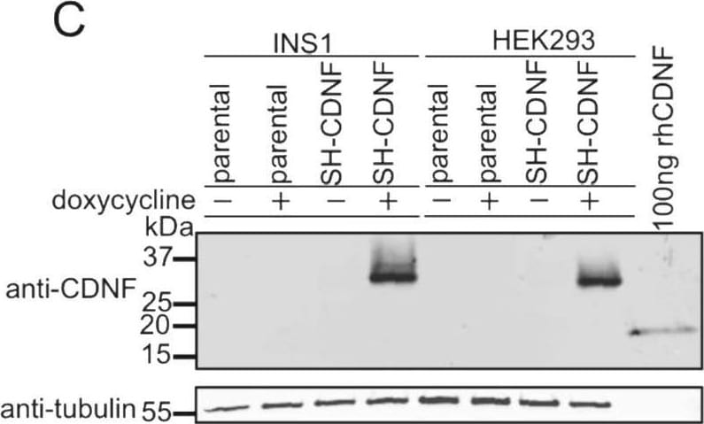 Detection of CDNF by Western Blot