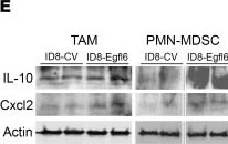 Detection of IL-10 by Western Blot