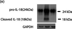 Detection of IL-18/IL-1F4 by Western Blot